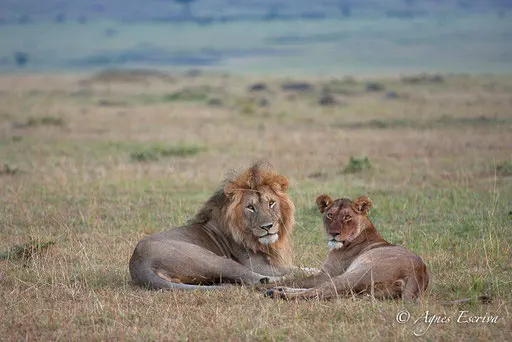 Morani et une jeune lionne du clan