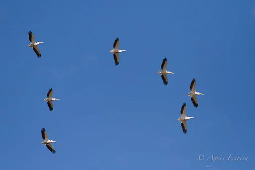 Pélicans
