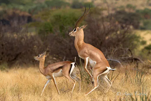 Accouplement de gazelle de Grant