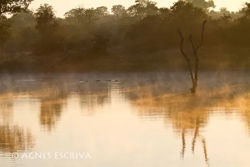 Petit matin à Timbavati
