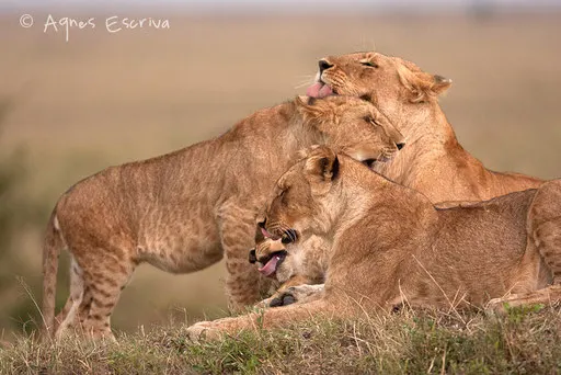 Charm et ses 3 jeunes
