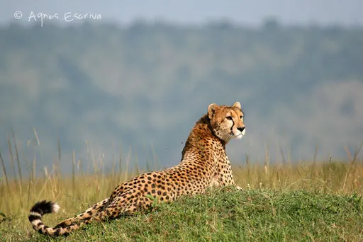 Guépard sur termitière