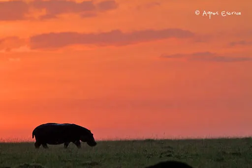 Silhouette d'hippo