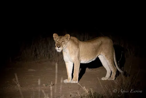 Lionne dans la nuit africaine