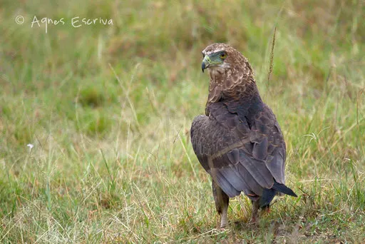 Aigle bateleur immature convoitant une carcasse envahie de vautours