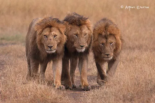 Sikio, Morani et Hunter
