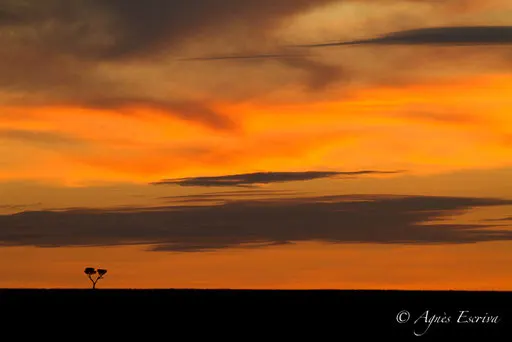 Coucher de soleil sur Mara