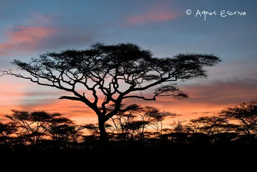 Lever de soleil à Ndutu