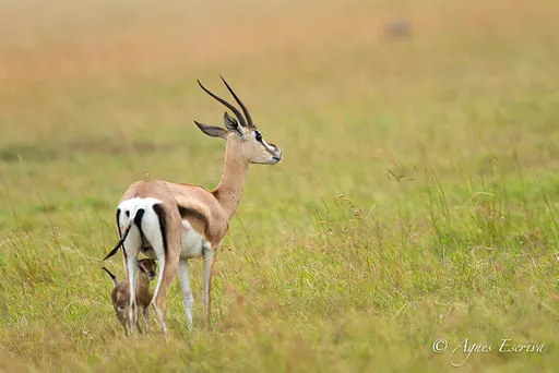 Jeune gazelle de Grant et sa mère