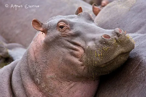 Jeune hippo