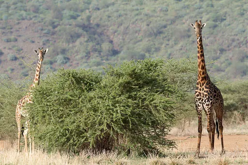 Girafes