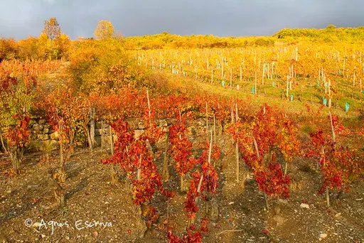 Vignes à Boudes