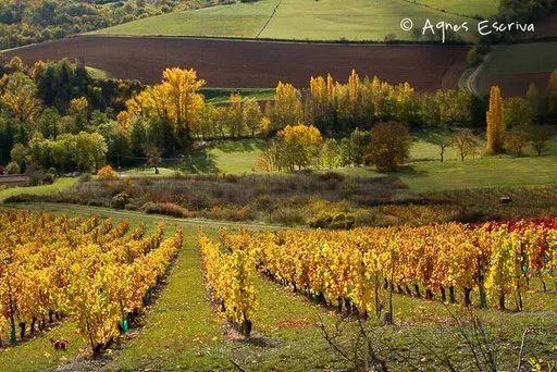 Vignes à Boudes