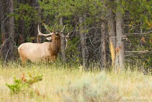 Wapiti mâle en train de perdre son velours, se grattant
