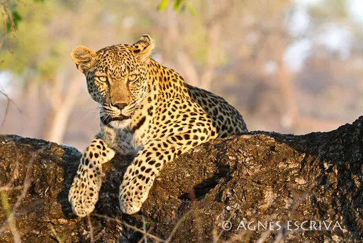 Nthombi