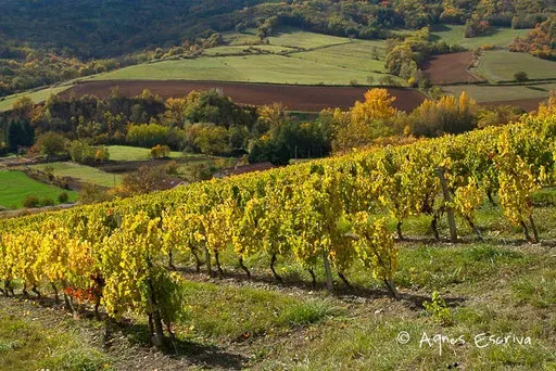Vignes à Boudes