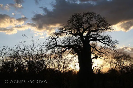 Silhouette de baobab