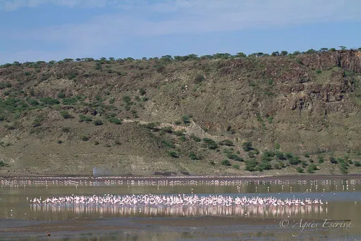 Flamants nains, Lac Magadi