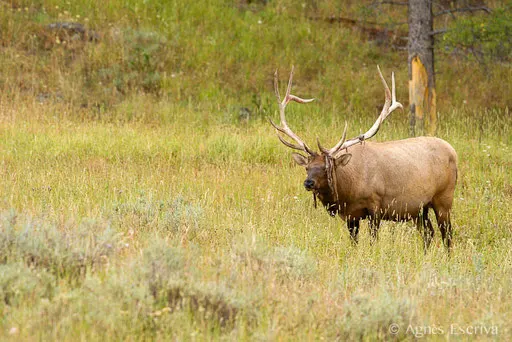 Wapiti mâle en train de perdre son velours
