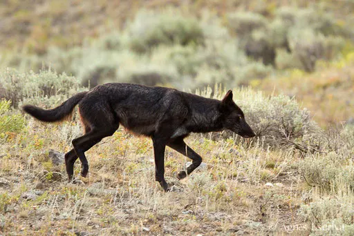 Loup gris femelle