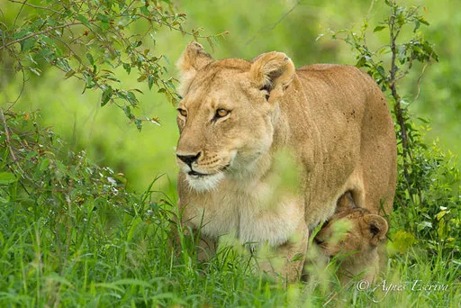Charm et lionceau