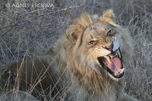 Le sourire du lion