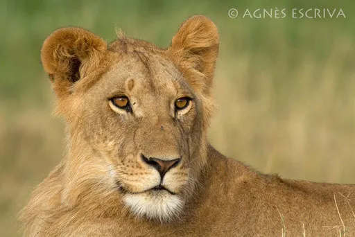 Jeune lion