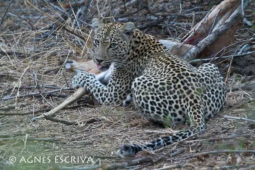 Karula