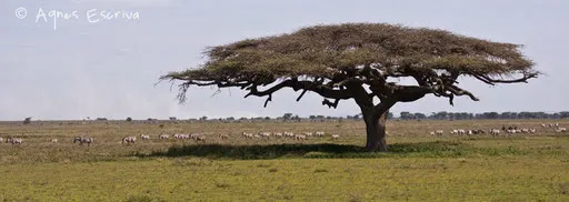 Migration