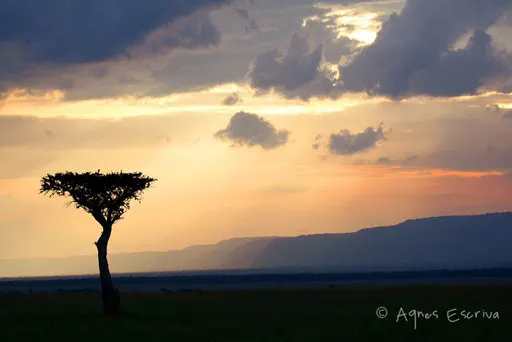 Acacia au couchant