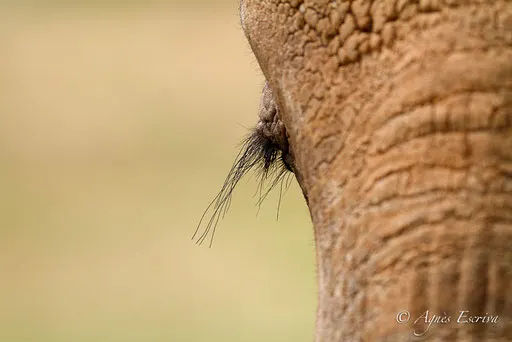 L'oeil de l'éléphant
