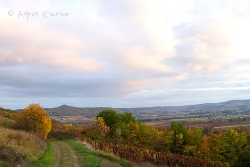 Vignes à Boudes