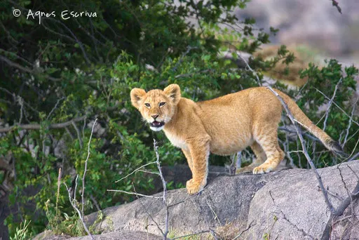 Lionceau