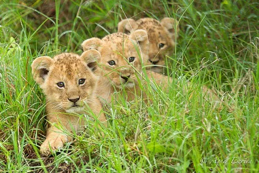 3 lionceaux de Bibi dans leur cachette (5 semaines)