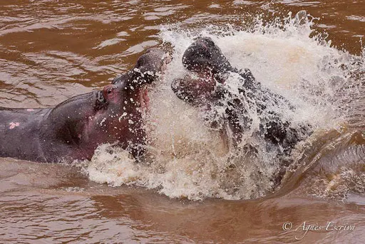 Combat d'hippos