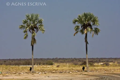 Chacun son truc - Etosha