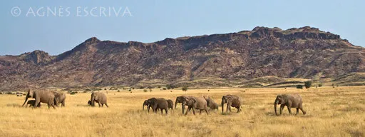 Eléphants du désert - Damaraland