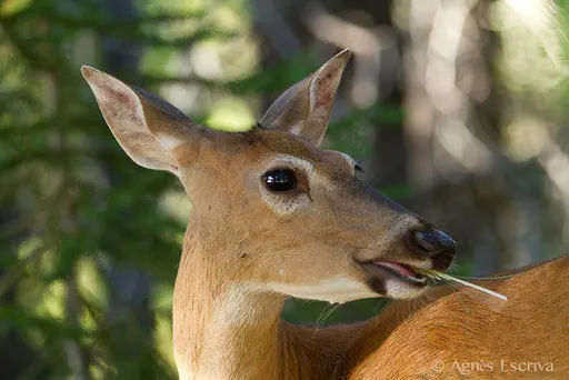 Cerf de Virginie