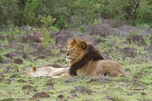 Blackie et une lionne du clan de Rekero