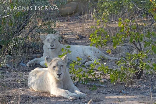 2 lionnes blanches