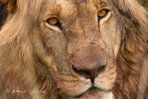 Lion de 5 ans inconnu s'approchant du marais de Musiara - pourrait bien détrôner Hanuman et Dents pourries dans un avenir proche