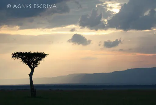 L'acacia