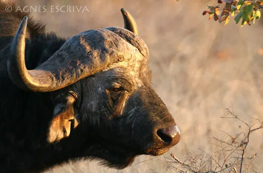 Buffle d'Afrique