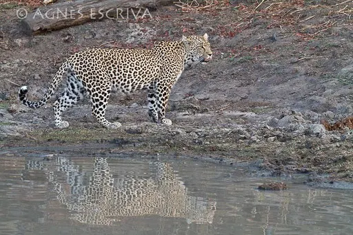 Karula