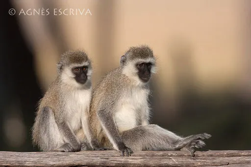 Deux vervets