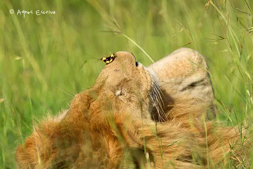 Jeune lion solitaire un papillon sur le museau
