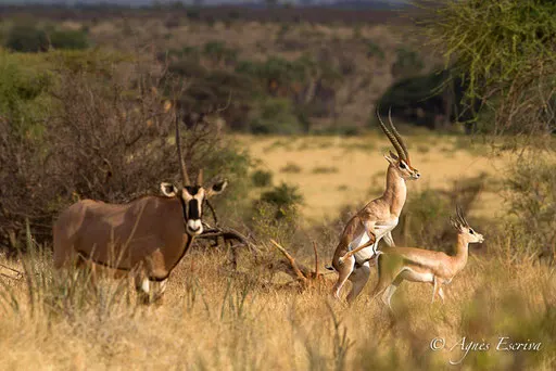 Accouplement de gazelle de Grant vu par un oryx
