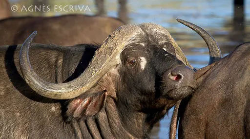 Noble coiffure