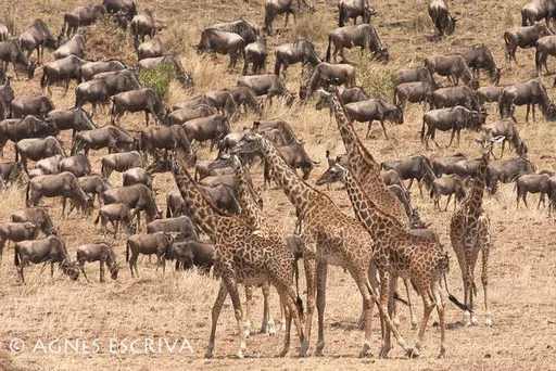 Gnous et girafes