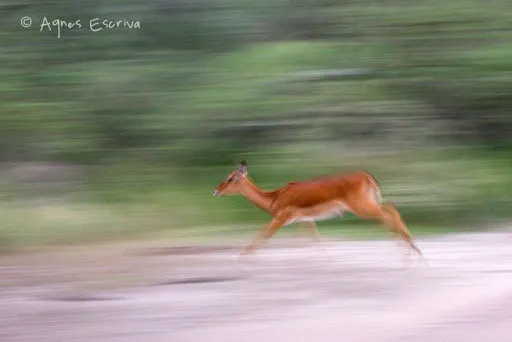 Filé d'impala